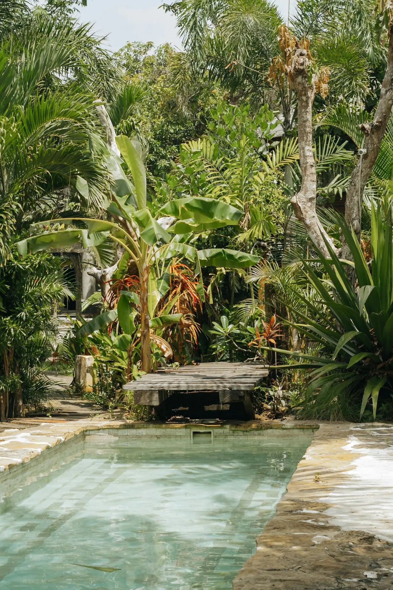 A tranquil swimming pool surrounded by lush tropical plants and banana palms in a garden setting